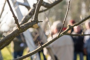 It’s time for winter maintenance on apple trees. Here’s what you need to know