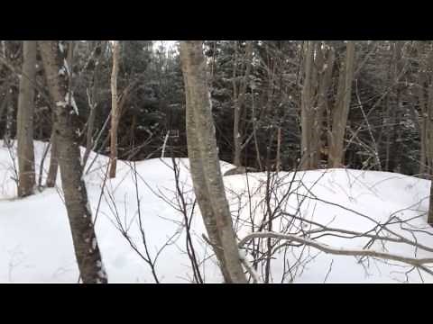 First coyote with the 17 hmr