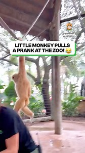 Communication hijacked by a monkey. 📡😂 | Fluffy Animals