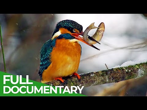 Wild River Rhine | Free Documentary Nature