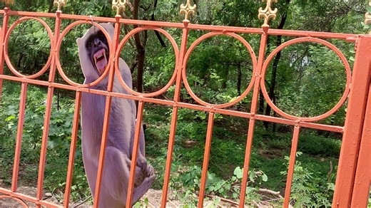 G20 Summit: Delhi gets langur cutouts, people to mimic them to prevent monkey menace