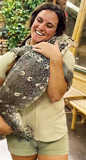 These big monitors will swallow anything and they never even chew😅 They have incredibly strong neck muscles hat allow them to easily move food down thier throat🙌 Such an amazing animal🙌 . . . #beautiful #giant #lizard #monitor #water #mukbang #huge #dragon #hand #feedin #wow #wildlife #fbpost #animals #animallovers #life #fun #wild #AmaZing #video #moment #facebook #fb #post #cute #feed #hungry #food #chicken #funny #feeding #small #cool #animal #fun #video | The Reptile Zoo