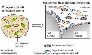Perbedaan Antara Situ dan Situ Bioremediasi | Di Situ vs Ex Situ Bioremediasi - Sains & alam 2026