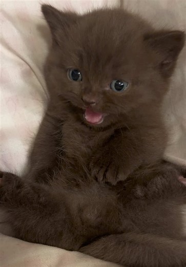 we are still trying to decide his name at this rate he’s gonna be ???bert forever #fypppppppppppppppppppppppppppppp #doobscoobgoob #catsoftiktok #fypシ゚viral