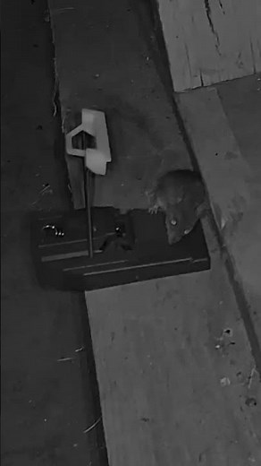 Mouse Trap
