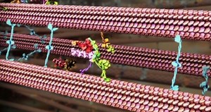 Your Amazing Molecular Machines