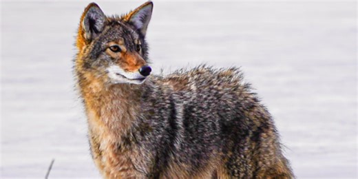 UPDATE: Markkanen, Prestin ‘confused’ and ‘frustrated’ with shortened coyote hunting season