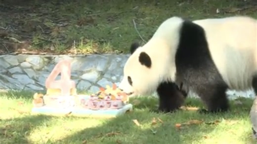 VIDEO: Giant panda at the National Zoo gets a cake for her 4th birthday