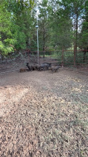 696K views · 5.6K reactions | Caught some jumpers in this group! We’ve had a trap here on and off and have removed 144 from this ranch since late May. This area has net fence around a large part of the property and we are set up near some holes so as new pigs move in we are on them! | East Texas Hog Control | Facebook