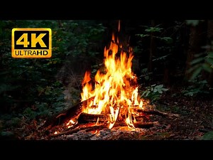 🔥 Autumn Campfire in the Evening Forest. Fire Background with Nature Sounds