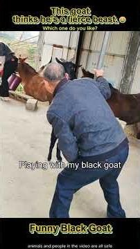 Dealing with the sassiest black goat on the farm.#funny#blackgoat