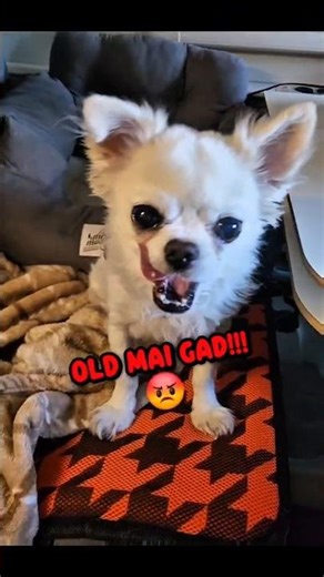 How to Fix PC Lag with Cute Pets: Expert Remote Support Guide 2026