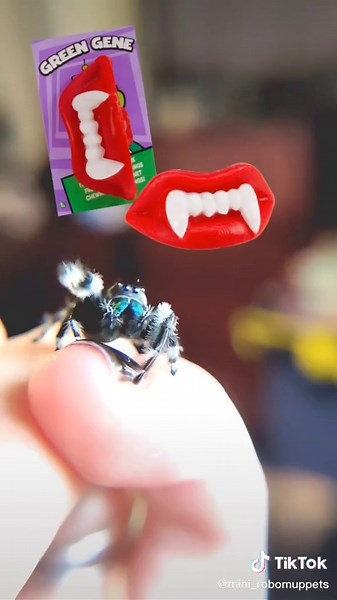 Spooky Halloween Jumping Spider Encounter