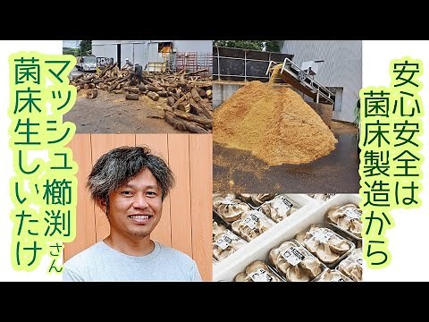 徳島県の主力農産物＊菌床生しいたけ生産者 協同組合マッシュ櫛淵さんを密着取材しました！ 現場見学編 前編 菌床ブロック製造施設 生産者さんがここまでやる！？丸太から菌床ブロックができるまでの迫力映像