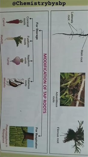 Morphology and Anatomy of flowering plants. #modification #flowers #roots #biology #class11 #botany