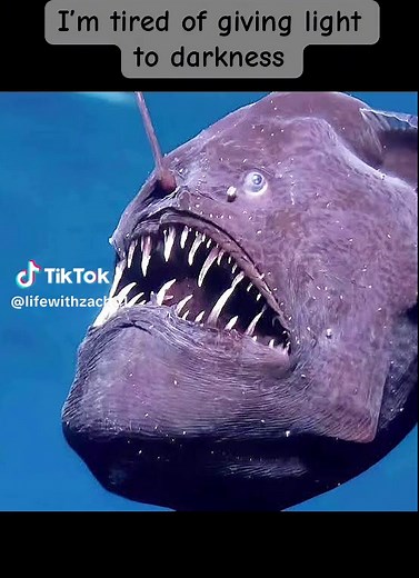 Discovering the Fascinating Angler Fish
