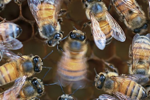 Honey Bees' Waggle Dance — Wiggling and Looping Motions — Changes With the Crowd