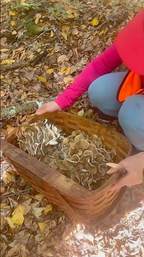 MAITAKE MADNESS! Hen of the Woods Haul 30lbs of Mushrooms Foraging Mushrooming Hiking New England RI