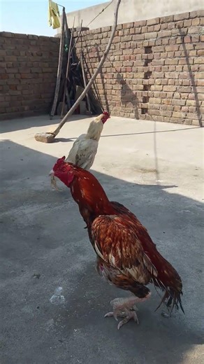 Peela Aseel Vs Cheena Fight Video #roosterfarm #aseelmurga #chicken #aseellovers #aseelfighters