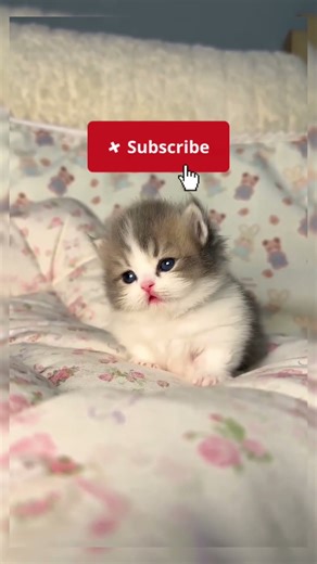 Cute and funny kitten hiccup! #cute #kitten #cat #funny