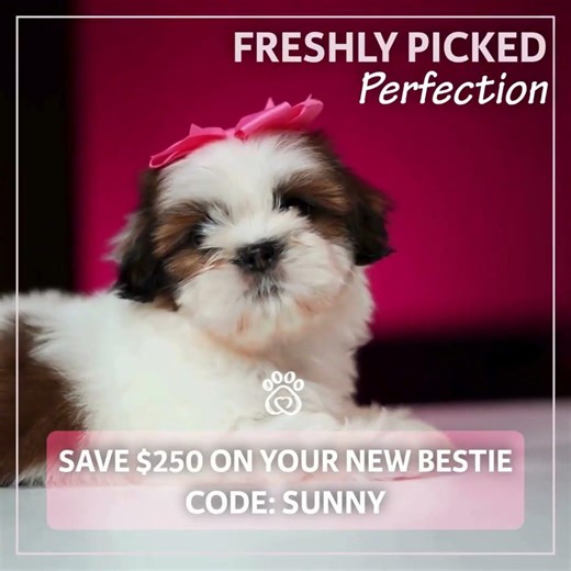 🐶 $250 Off Your Perfect Puppy This Spring