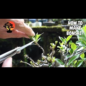 8.1K views · 82 reactions | Pruning Bonsai Mini: Cara Tepat Mengontrol Pertumbuhan Pohon Kecil #PruningBonsaiMini #BonsaiMini #BonsaiPruning #BonsaiTips #BonsaiKecil #PruningTips #BonsaiSehat #BonsaiArt #BonsaiLovers #BonsaiPemula #MengontrolPertumbuhan #BonsaiDesign | Cara Buat Bonsai | Facebook