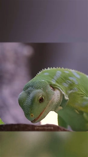 Beautiful Green Fuji Banded Iguana Eating Leaf #iguana #fuji #lizard #cute #nature #wildlife HA61648 | HAWI Studios