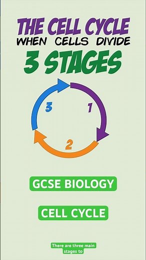 Everything you need to know on The Cell Cycle! #gcse #science #biology #cellcycle #celldivision