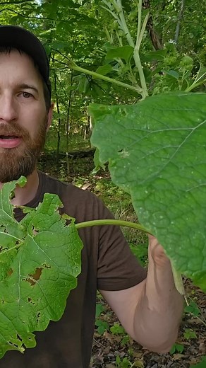 Foraging and cooking burdock root 🌱 #reelsviral #fbreels #usa #reelsfb #reelsvideo #fyp #trendingreels #reels #UnitedStates | Woods Bound