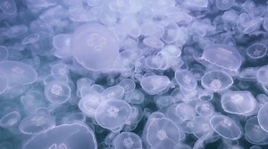 Apple TV gets new underwater screensavers featuring coral reefs, sharks, and jellies | AppleInsider