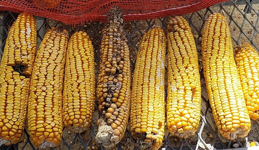 Reducing Aflatoxin in Grain Corn - Corn | NC State Extension