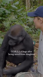 theaspinallfoundation are the only people in the world that have ever sent a gorilla back to the Wild. Now 80 living free with a 96-97% survival rate proving that it can be done. This is me with Bomassa ❤️ who we saved Slaughter after he saw his family murdered by poachers 💔 He is now in Congo where he belongs ❣️ As someone who's seen the behaviour of gorillas in captivity and in the wild there is a Huge difference in their condition and happiness when they are natural habitat🦍🌍💚 it's too la