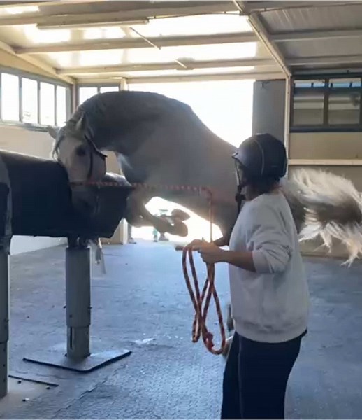 Semen Collection Techniques for PRE Stallions