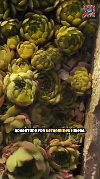 Unbelievable Beauty! 😱 Discover Mount Kenya National Park | Africa’s Hidden Treasure #travelshorts