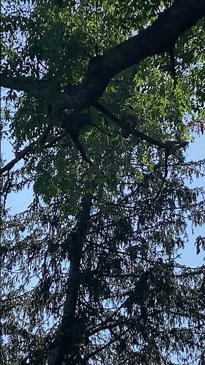 Red-Tailed Hawk SCREAMING LOUDLY Hunting Perched #nature #redtailedhawks #amazing #birds #shorts #jb