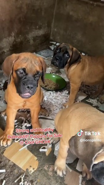 Healthy Bullmastiff Puppies For Sale - GHC6K | Ghana