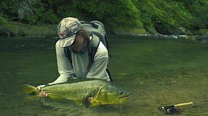 It's here! Season 02 of Tsimane 3X featuring Maddie Brenneman is now live. The jungle fly fishing experience at Tsimane in Bolivia is one unlike any other. Giant dorado inhabit these waters and reveal to their prey, and sometimes even anglers, who’s in charge. These fish are ready to attack flies, test gear, and reward anglers handsomely for their efforts when it all comes together. Maddie Brenneman made a trip to Tsimane this season and found this all out for herself. And what an experience it 