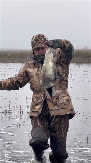 The new limit on sprig is nice! #duckhunting #pintail #hunting #ducks #shortvideo #short #shorts