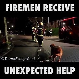 216K views · 5.9K reactions | Man's best friend. | First Responder Benefit Association | Facebook