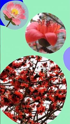 Shalmali Flower: Symbolism, Uses & Mythology of the Silk Cotton Tree