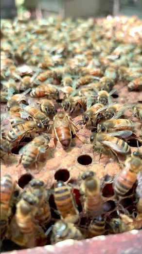 How the Queen Bee Controls the Whole Colony 🐝 | Hive Secrets Revealed!