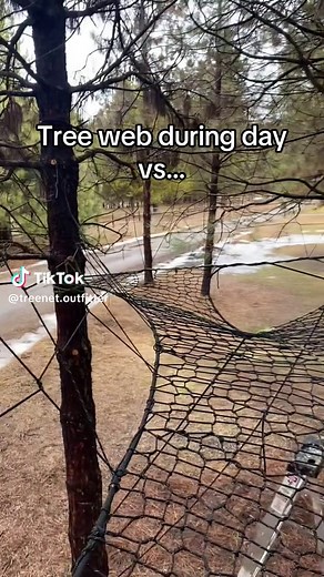 Exploring Tree Webs: Day vs Night