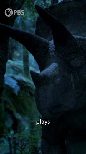 31K views · 479 reactions | When two giants collide, the world holds its breath... When a towering T. Rex crosses paths with a fierce Triceratops, you know the standoff is going to be brutal. Walking with Dinosaurs is now streaming on the PBS app! | PBS | Facebook