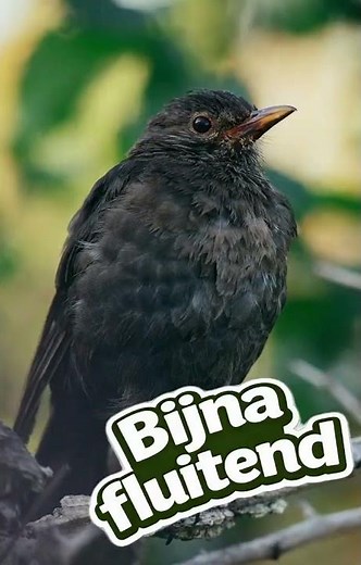 Hoor jij deze vogel? Dit herken je meteen aan zijn zang MEREL