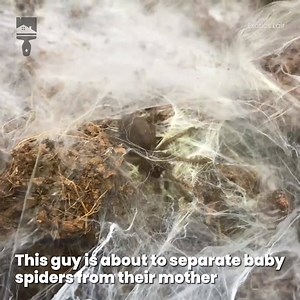 This is my worst nightmare! 😳 Exotics Lair | Ultimate