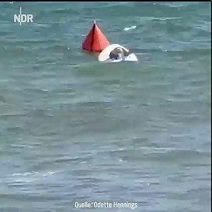 30K views · 644 reactions | Für alle, die noch nie eine Robbe surfen gesehen haben 玲 | NDR Schleswig-Holstein | Facebook