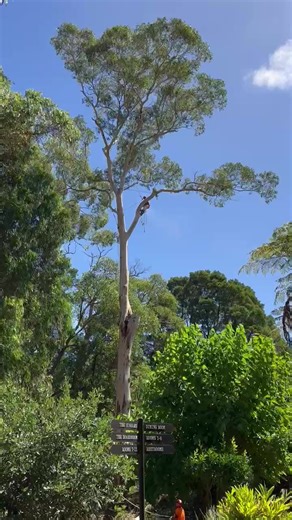 Tree Climbing Adventures in Mornington Peninsula