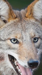 Coyote up close: An adaptable predator unveiled