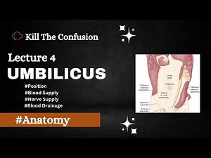 Umbilicus Anatomy | Position | Blood Supply | Nerve Supply | Blood Drainage | Anatomy | KTC