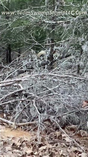 Rode Right Up On One Today! #hunting #texas #wildboar